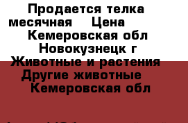 Продается телка,  месячная. › Цена ­ 10 000 - Кемеровская обл., Новокузнецк г. Животные и растения » Другие животные   . Кемеровская обл.